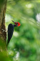 Datel indomalajsky - Dryocopus javensis - White-bellied Woodpecker o0321